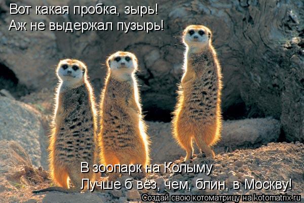Котоматрица: Вот какая пробка, зырь! Аж не выдержал пузырь! Лучше б вёз, чем, блин, в Москву! В зоопарк на Колыму