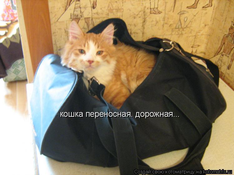Котоматрица: кошка переносная. дорожная...