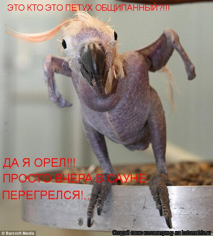Котоматрица: ЭТО КТО ЭТО ПЕТУХ ОБЩИПАННЫЙ?!!! ДА Я ОРЕЛ!!! ПРОСТО ВЧЕРА В САУНЕ ПЕРЕГРЕЛСЯ!...