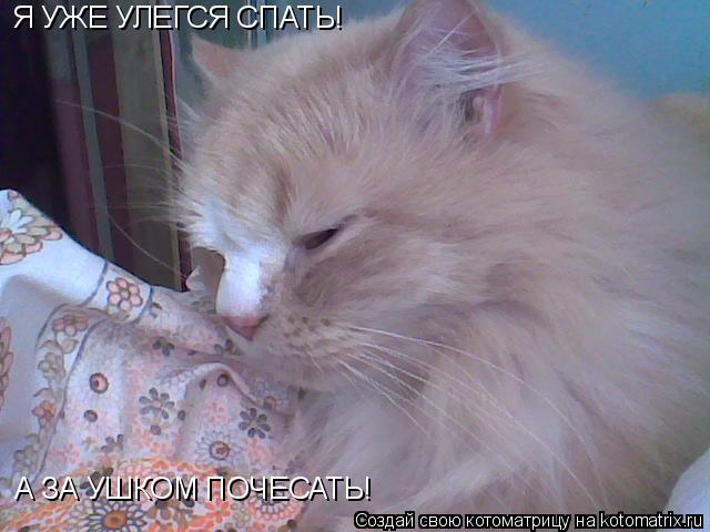 Я УЖЕ УЛЕГСЯ СПАТЬ! А ЗА УШКОМ ПОЧЕСАТЬ!... Котоматрица: Я УЖЕ УЛЕГСЯ СПАТЬ! А ЗА УШКОМ ПОЧЕСАТЬ!