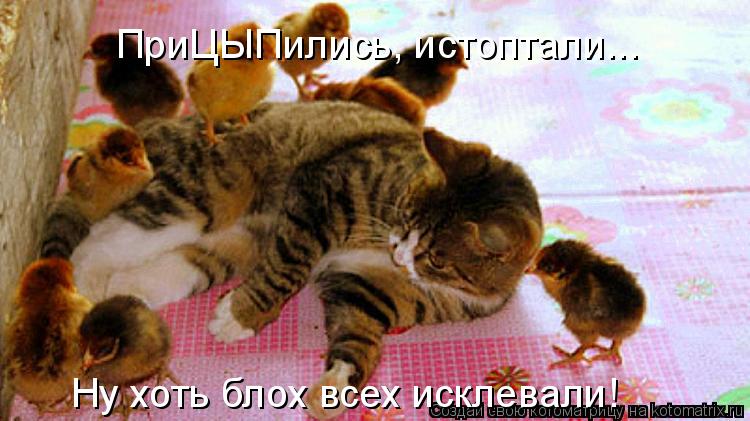 ПриЦЫПились, истоптали... Ну хоть блох всех исклевали!... Котоматрица: ПриЦЫПились, истоптали... Ну хоть блох всех исклевали!