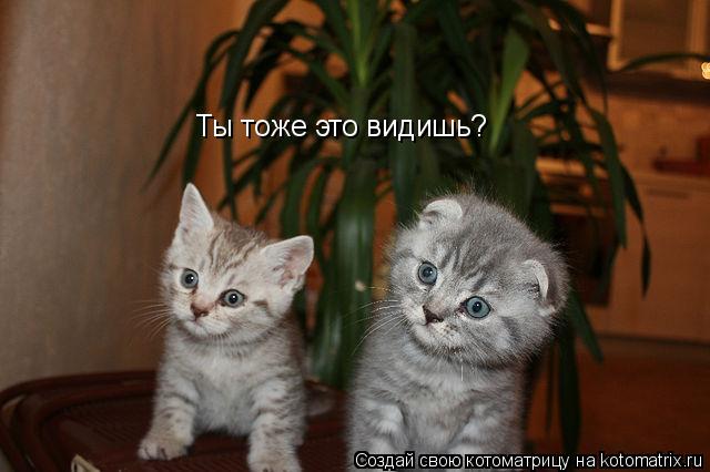 Котоматрица: Ты тоже это видишь?