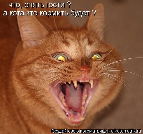 что, опять гости ? а кота кто кормить будет ?... Котоматрица: что, опять гости ? а кота кто кормить будет ?