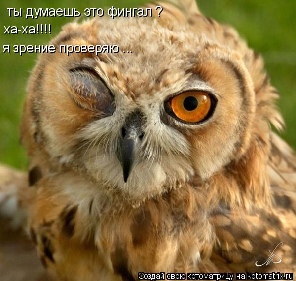 ты думаешь это фингал ? ха-ха!!!! я зрение проверяю ...... Котоматрица: ты думаешь это фингал ? ха-ха!!!! я зрение проверяю ...
