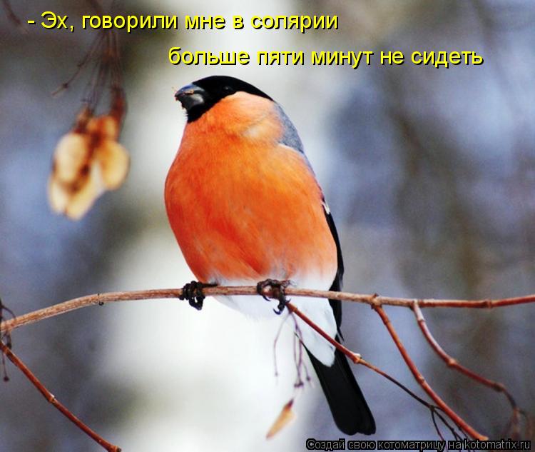 - Эх, говорили мне в солярии больше пяти минут не сидеть... Котоматрица: - Эх, говорили мне в солярии больше пяти минут не сидеть
