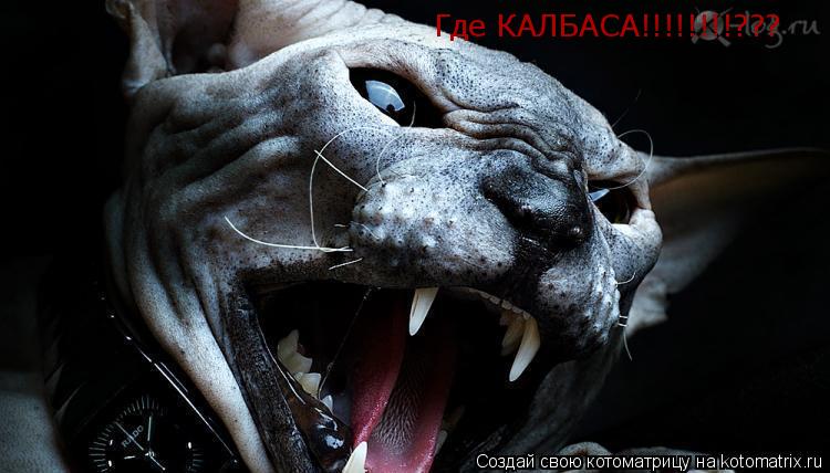 Где КАЛБАСА!!!!!!!!???... Котоматрица: Где КАЛБАСА!!!!!!!!???