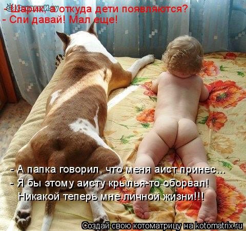 - Шарик, а откуда дети появляются? - Спи давай! Мал еще! - А папка говорил, что меня аист принес... ... Котоматрица: - Шарик, а откуда дети появляются? - Спи давай! Мал еще! - А папка говорил, что меня аист принес... - Я бы этому аисту крылья-то оборвал! Никакой т
