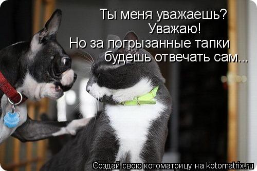 Ты меня уважаешь? Уважаю! Но за погрызанные тапки будешь отвечать сам...... Котоматрица: Ты меня уважаешь? Уважаю! Но за погрызанные тапки будешь отвечать сам...