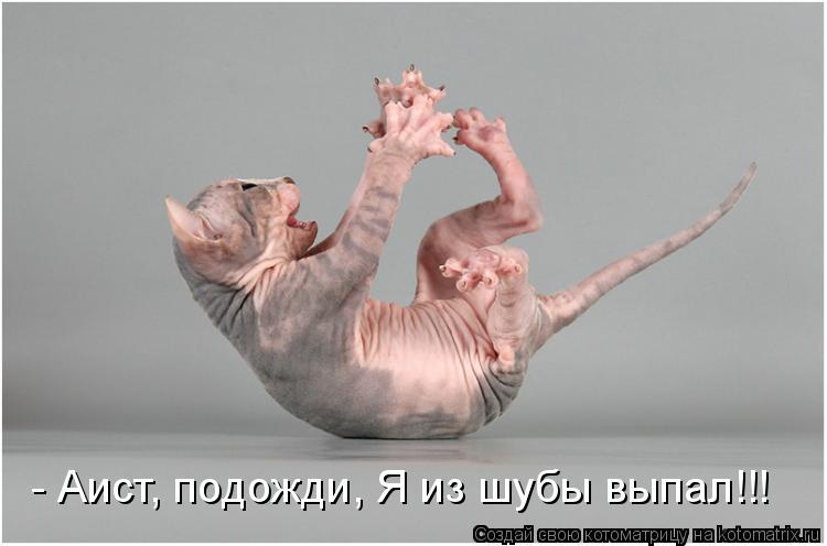 - Аист, подожди, Я из шубы выпал!!!... Котоматрица: - Аист, подожди, Я из шубы выпал!!!