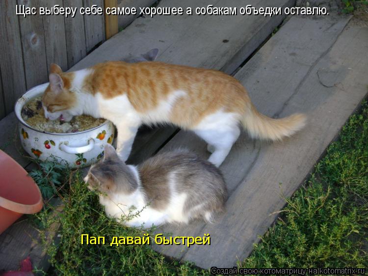 Котоматрица: Щас выберу себе самое хорошее а собакам объедки оставлю. Пап давай быстрей