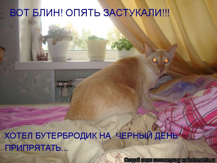 Котоматрица: ВОТ БЛИН! ОПЯТЬ ЗАСТУКАЛИ!!! ХОТЕЛ БУТЕРБРОДИК НА  ЧЕРНЫЙ ДЕНЬ ПРИПРЯТАТЬ...