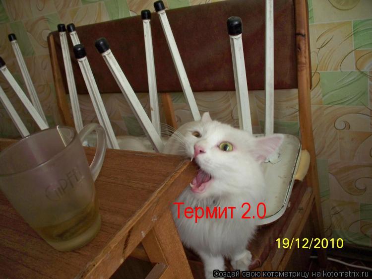 Котоматрица: Термит 2.0