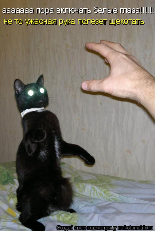 Котоматрица: ааааааа пора включать белые глаза!!!!!!!!!!!!!!!!!!!!!!!!!!!!!!!!!!!!!!!!!!!!!!!! не то ужасная рука полезет щекотать не то ужасная рука полезет щекот