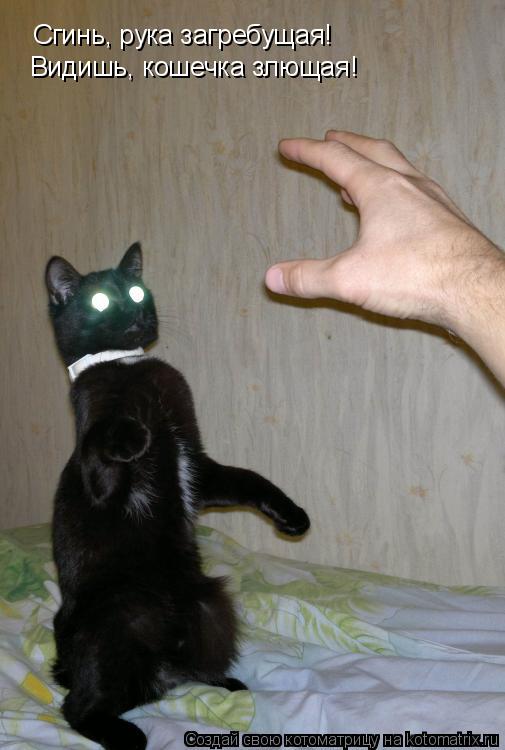 Котоматрица: Сгинь, рука загребущая!  Видишь, кошечка злющая!