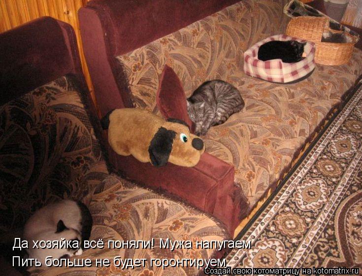 Котоматрица: Да хозяйка всё поняли! Мужа напугаем  Пить больше не будет горонтируем