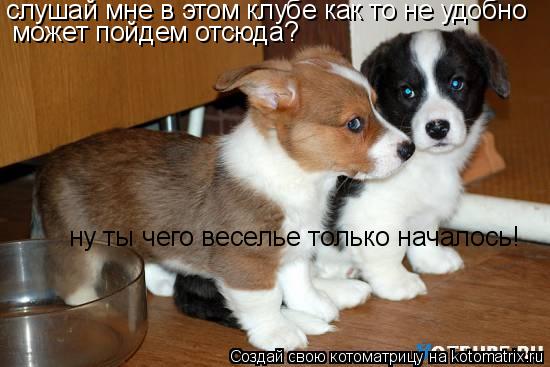 Котоматрица: слушай мне в этом клубе как то не удобно может пойдем отсюда? ну ты чего веселье только началось!