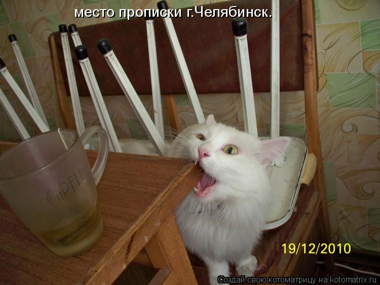 место прописки г.Челябинск.... Котоматрица: место прописки г.Челябинск.