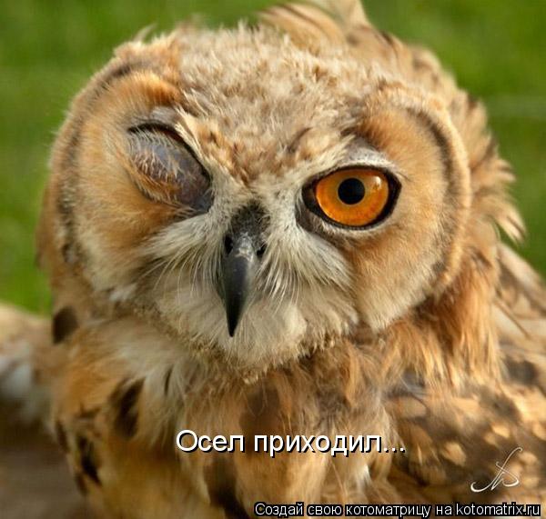Осел приходил...... Котоматрица: Осел приходил...