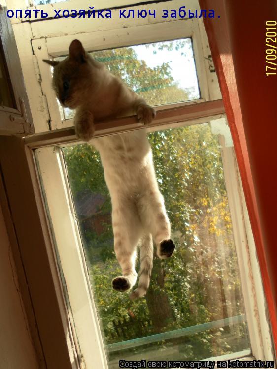 Котоматрица: опять хозяйка ключ забыла.
