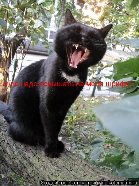 Котоматрица: и не надо повышать на меня шрифт!