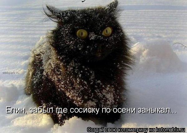 Блин, забыл где сосиску по осени заныкал...... Котоматрица: Блин, забыл где сосиску по осени заныкал...