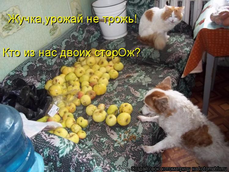 Жучка,урожай не трожь! Кто из нас двоих сторОж?... Котоматрица: Жучка,урожай не трожь! Кто из нас двоих сторОж?
