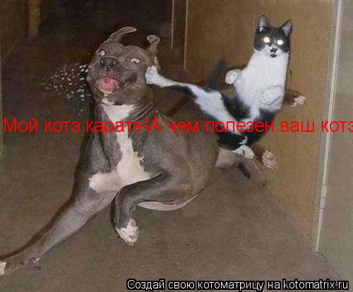 Мой котэ карате!А чем полезен ваш котэ?... Котоматрица: Мой котэ карате!А чем полезен ваш котэ?
