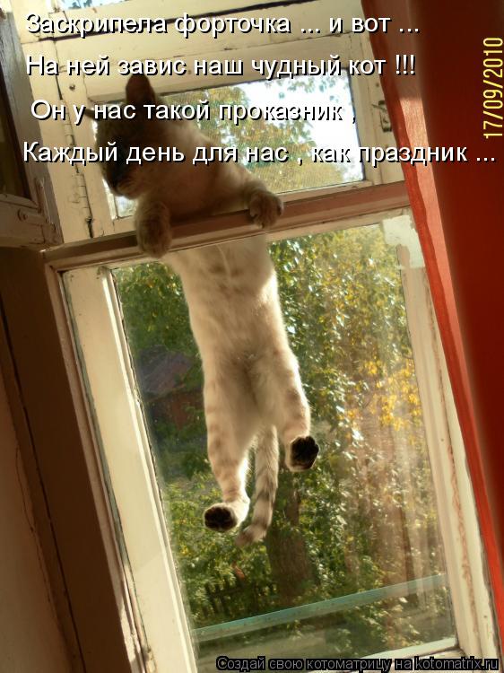 Котоматрица: Заскрипела форточка ... и вот ... На ней завис наш чудный кот !!! Он у нас такой проказник , Каждый день для нас , как праздник ...