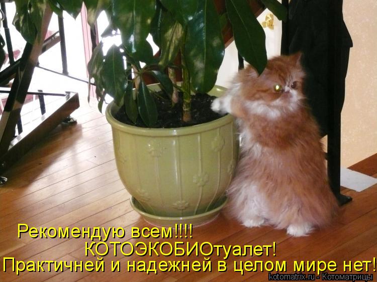 Котоматрица: Рекомендую всем!!!! Практичней и надежней в целом мире нет!!!! КОТОЭКОБИОтуалет!