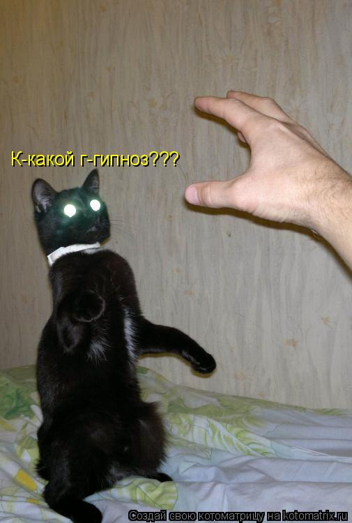 Котоматрица: К-какой г-гипноз???