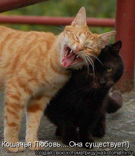 Котоматрица: Кошачья Любовь....Она существует!)