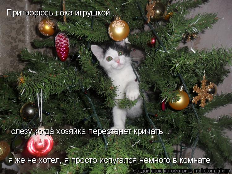 Котоматрица: Притворюсь пока игрушкой... слезу когда хозяйка перестанет кричать... я же не хотел, я просто испугался немного в комнате