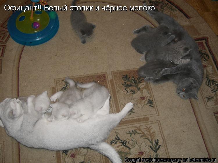 Котоматрица: Офицант!! Белый столик и чёрное молоко