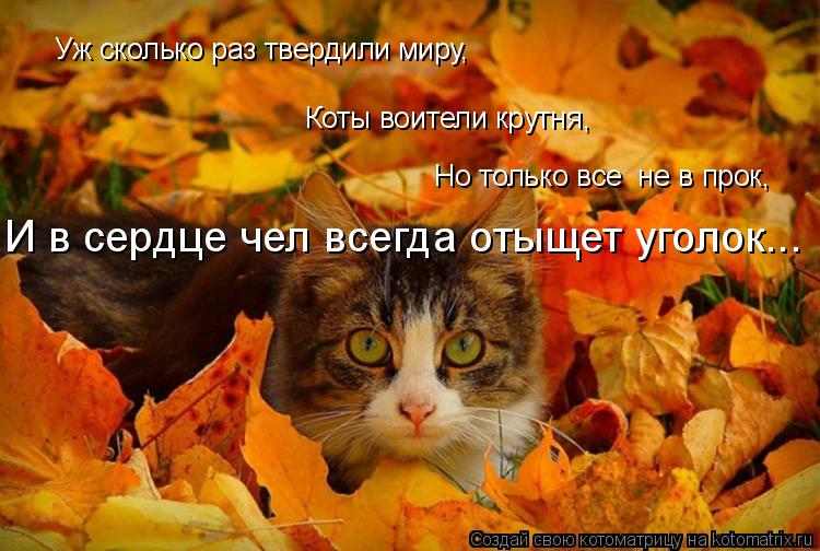 Котоматрица: Уж сколько раз твердили миру, Коты воители крутня, Но только все  не в прок, И в сердце чел всегда отыщет уголок...