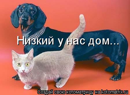 Котоматрица: Низкий у нас дом...