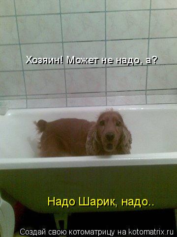 Котоматрица: Хозяин! Может не надо, а? Надо Шарик, надо..