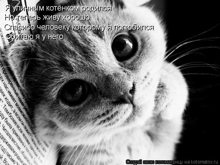 Котоматрица: Я уличным котёнком родился Но теперь живу хорошо Спасибо человеку которому я полюбился Обитаю я у него
