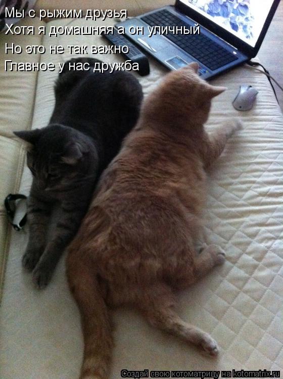 Котоматрица: Мы с рыжим друзья Хотя я домашняя а он уличный Но это не так важно Главное у нас дружба