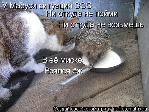 Котоматрица: У Маруси ситуация SOS Ни откуда не пойми  Ни откуда не возьмешь В её миске Взялся ёж