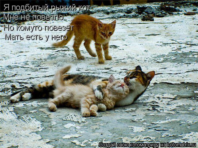 Я подбитый рыжий кот Мне не повезло Но комуто повезёт Мать есть у него... Котоматрица: Я подбитый рыжий кот Мне не повезло Но комуто повезёт Мать есть у него