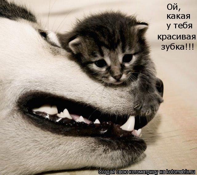 Ой, какая у тебя красивая зубка!!!... Котоматрица: Ой, какая у тебя красивая зубка!!!