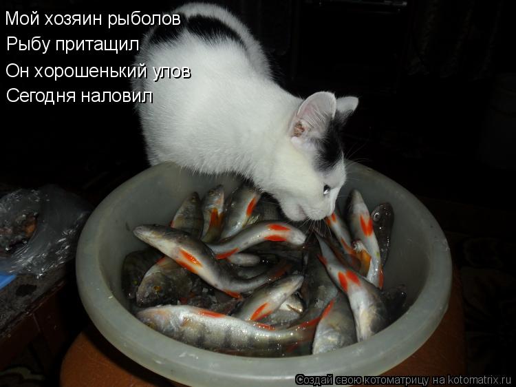 Мой хозяин рыболов Рыбу притащил Он хорошенький улов Сегодня наловил... Котоматрица: Мой хозяин рыболов Рыбу притащил Он хорошенький улов Сегодня наловил