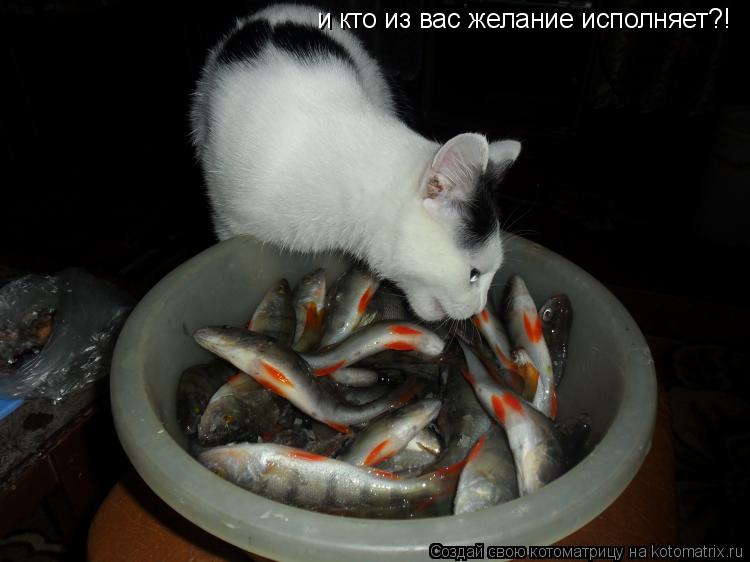 и кто из вас желание исполняет?!... Котоматрица: и кто из вас желание исполняет?!