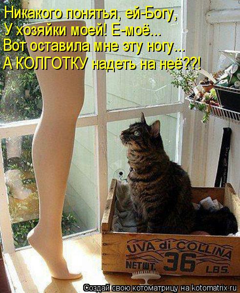 Никакого понятья, ей-Богу, У хозяйки моей! Е-моё... Вот оставила мне эту ногу... А КОЛГОТКУ надеть на... Котоматрица: Никакого понятья, ей-Богу, У хозяйки моей! Е-моё... Вот оставила мне эту ногу... А КОЛГОТКУ надеть на неё??!
