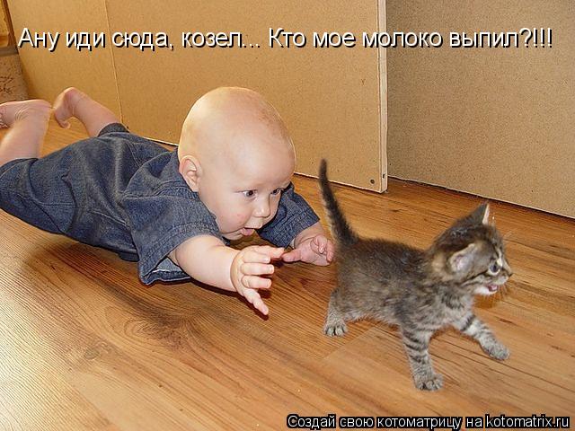 Ану иди сюда, козел... Кто мое молоко выпил?!!!... Котоматрица: Ану иди сюда, козел... Кто мое молоко выпил?!!!