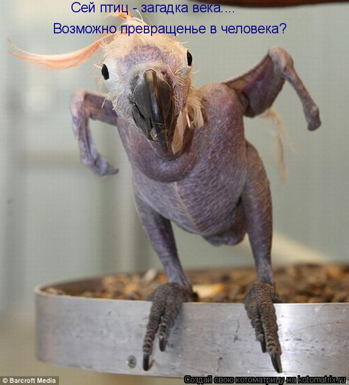 Сей птиц - загадка века.... Возможно превращенье в человека?... Котоматрица: Сей птиц - загадка века.... Возможно превращенье в человека?