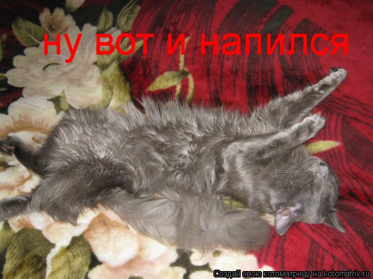 ну вот и напился... Котоматрица: ну вот и напился