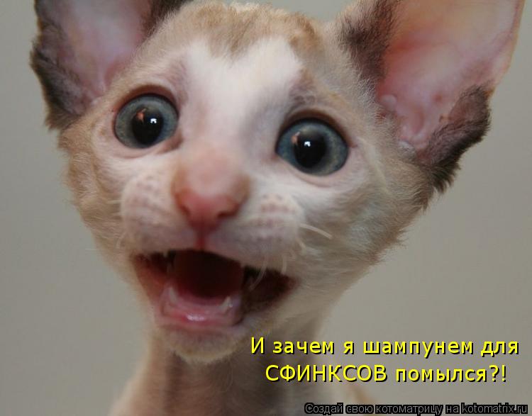 И зачем я шампунем для СФИНКСОВ помылся?!... Котоматрица: И зачем я шампунем для СФИНКСОВ помылся?!