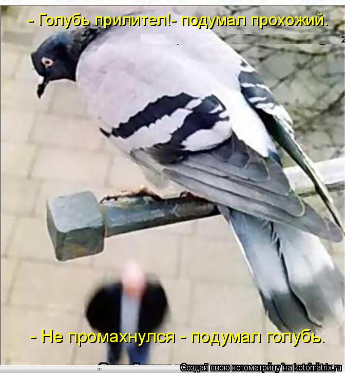 - Голубь прилител!- подумал прохожий. - Не промахнулся - подумал голубь.... Котоматрица: - Голубь прилител!- подумал прохожий. - Не промахнулся - подумал голубь.