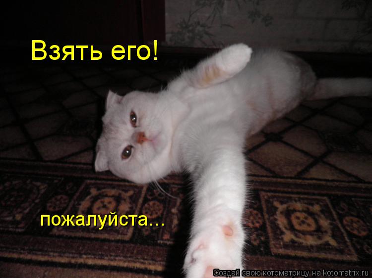 Взять его! пожалуйста...... Котоматрица: Взять его! пожалуйста...